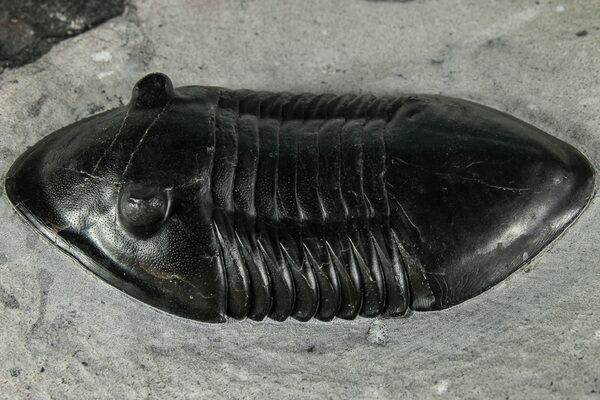 An Asaphid trilobite (Isotelus gigas) from the Walcott-Rust Quarry in New York.